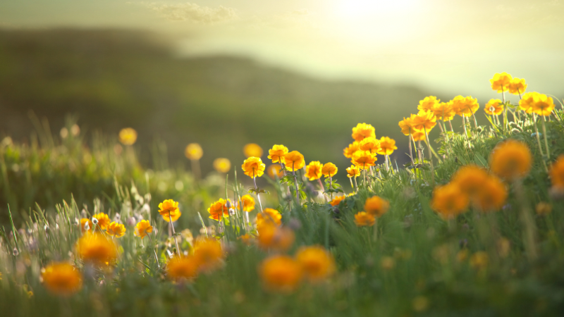 HSPのような繊細さを表現した花畑の画像